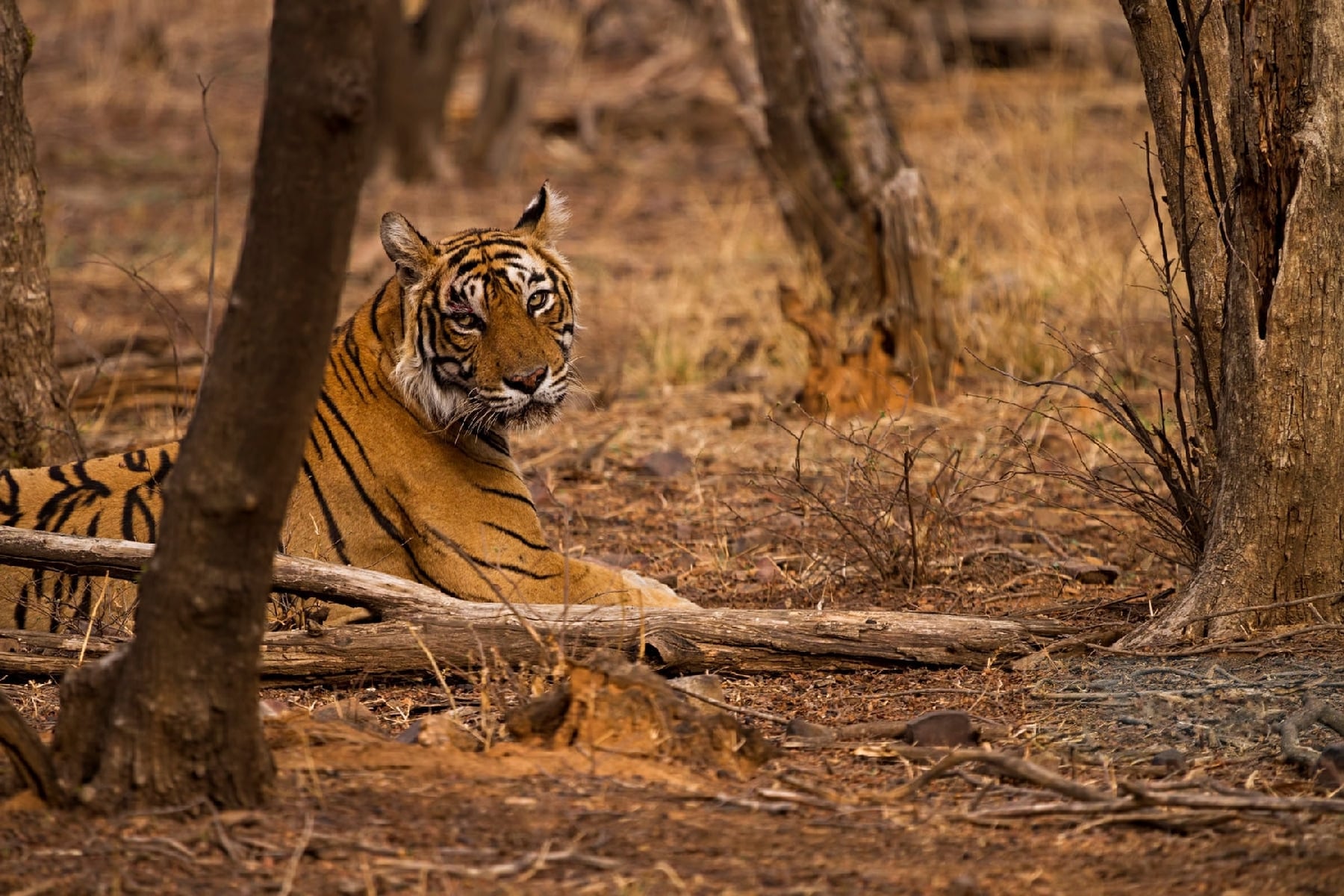 Exciting Activities To Do In Ranthambore That You Must Try