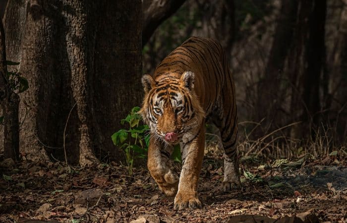 Safari Zones In Ranthambore National Park For Tiger Spotting