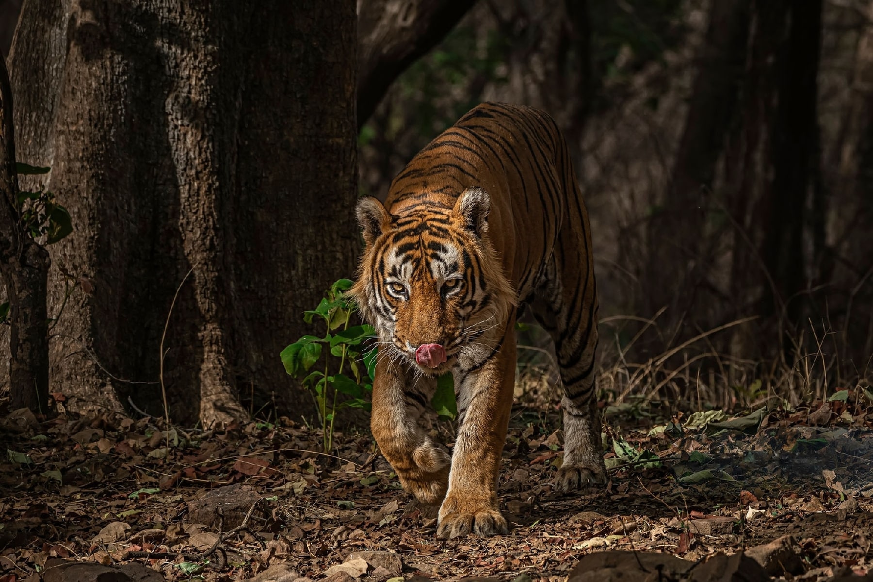 Safari Zones In Ranthambore National Park For Tiger Spotting Safari Zones In Ranthambore National Park For Tiger Spotting
