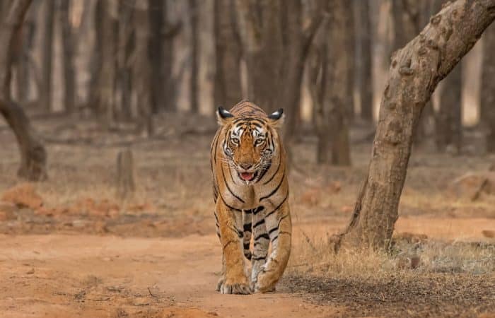 Ranthambore Itinerary | Top Places To Explore In Ranthambore