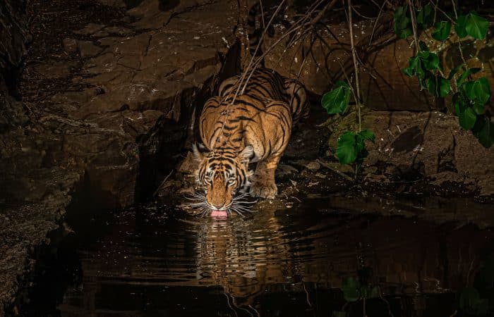 A Complete Travel Guide To Plan A Memorable Vacation At Ranthambore