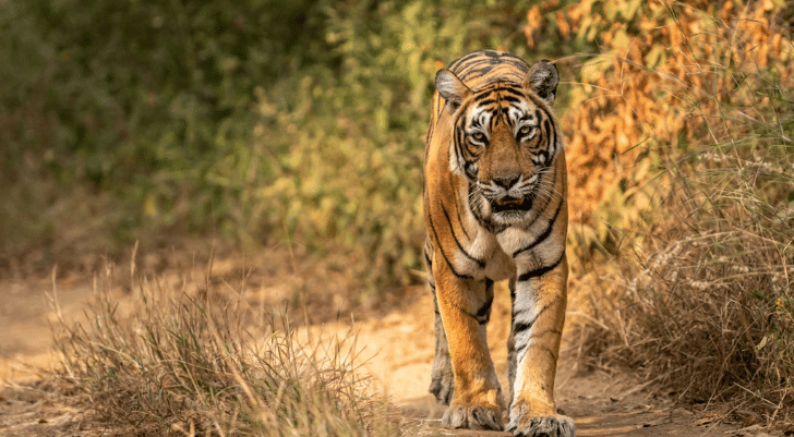 Royal Bengal Tiger | Ranthambore National Park Royal Bengal Tiger | Ranthambore National Park