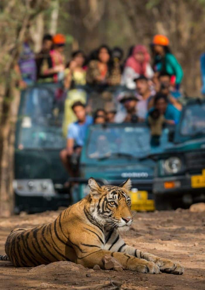 Ranthambore Wildlife Safari Ranthambore Wildlife Safari