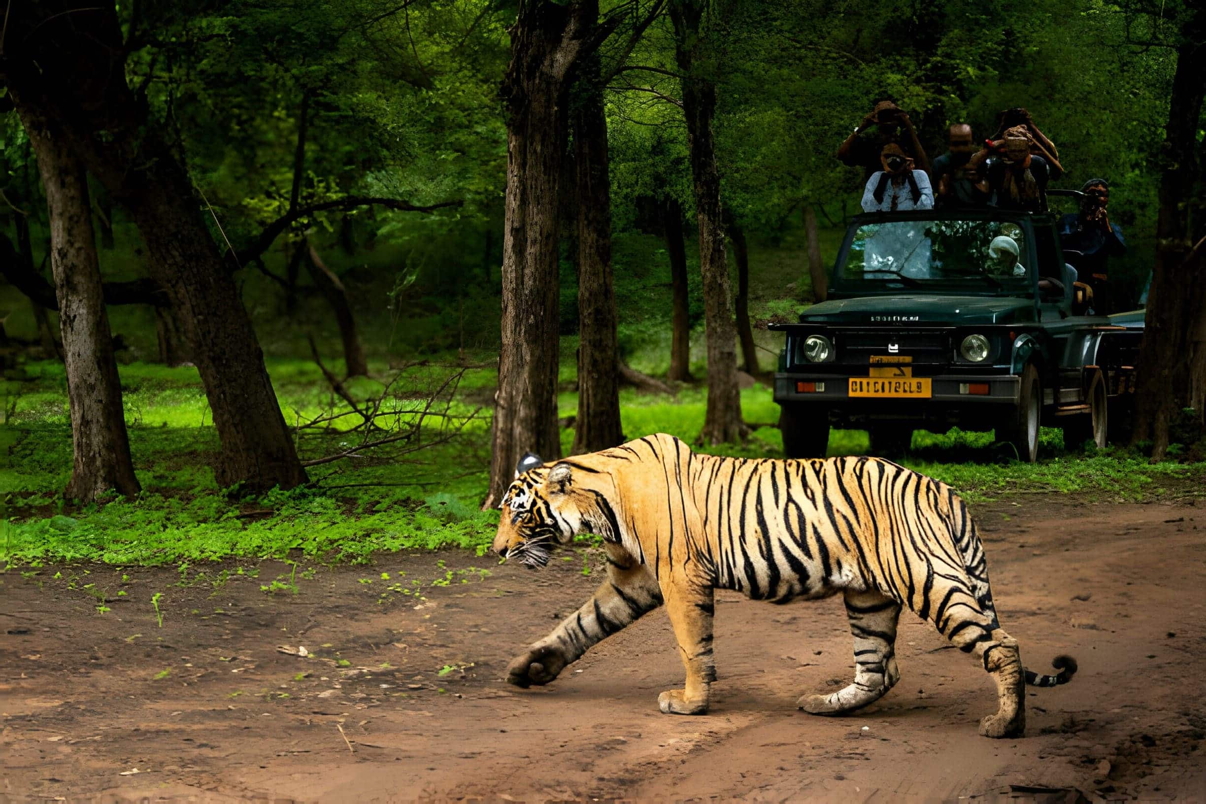 Tiger sighting during wilderness getaway offer