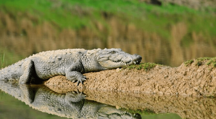 Palighat Chambal Safari, Ranthambore Crocodile resting on the banks of the Chambal River at Palighat, Ranthambore