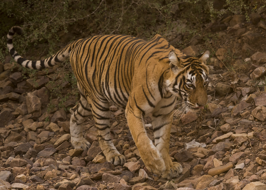 Ladli T-8, the majestic tigress of Ranthambore, walking through the rocky terrain