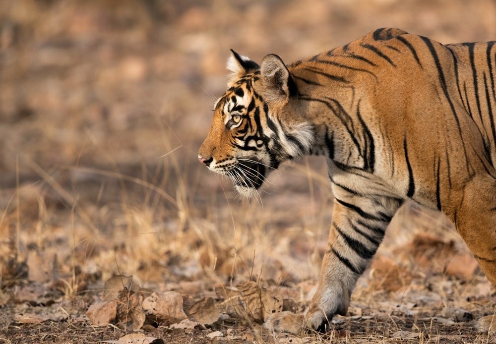 Noor Tigers in Ranthambore