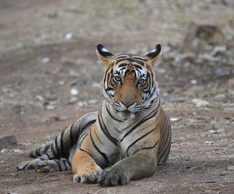 Sultan T-72 | Tiger in Ranthambore Sultan T-72 in Ranthambore