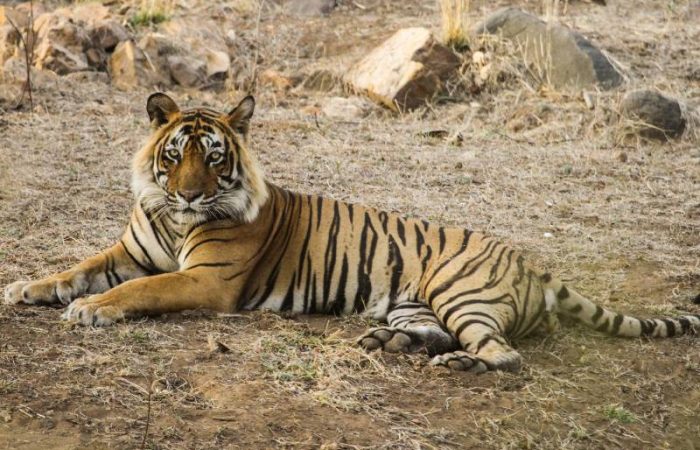 Ustad T-24, the majestic tiger resting on the ground in Ranthambore National Park