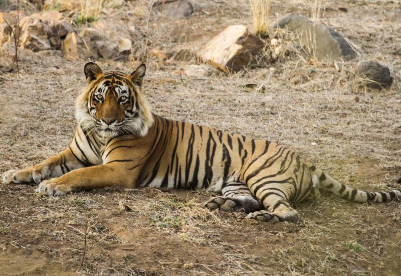 Ustad T-24, the majestic tiger resting on the ground in Ranthambore National Park