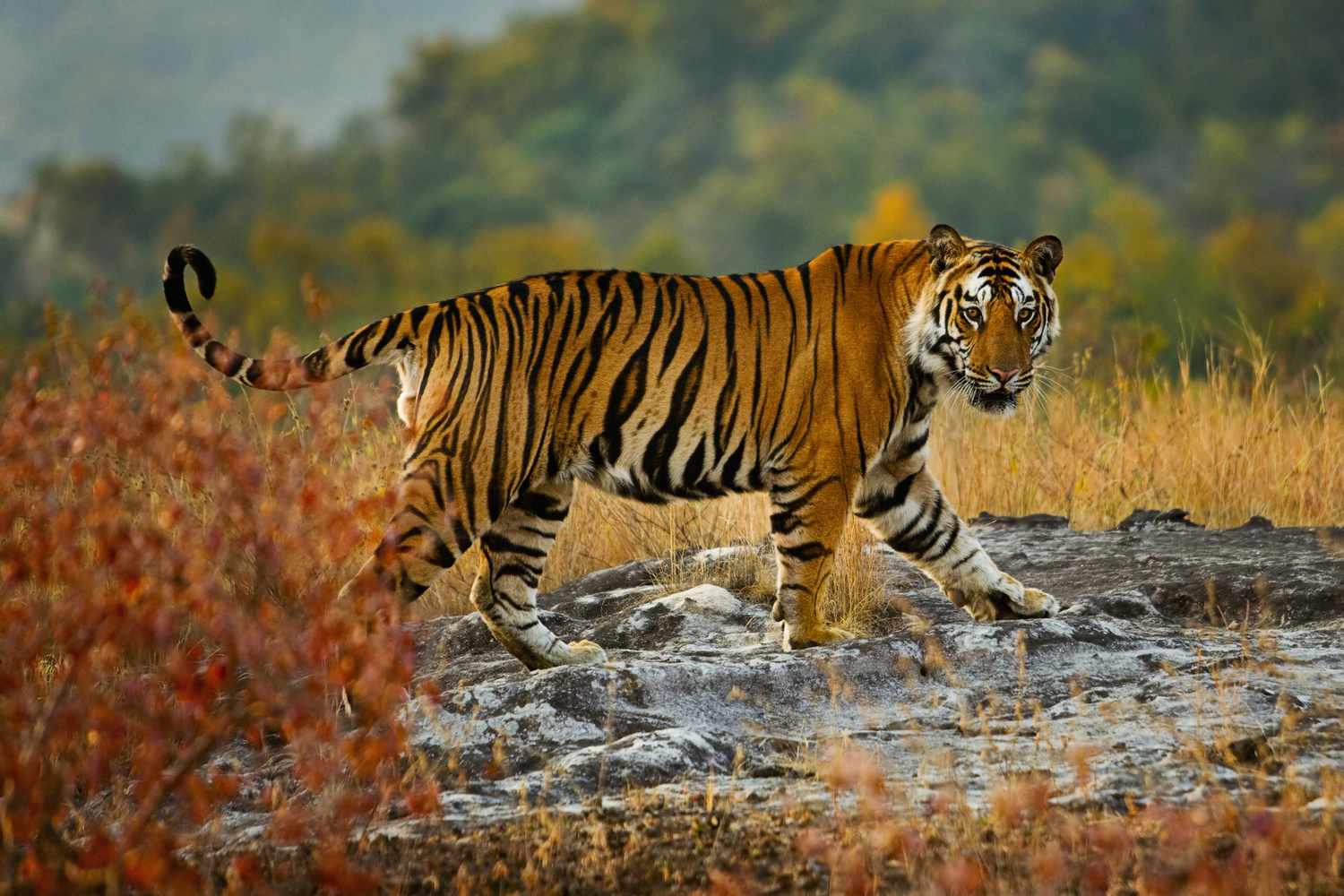 Bengal Tiger in Ranthambore Bengal tiger walking through the grassland | Bengal Tigers in Ranthambore