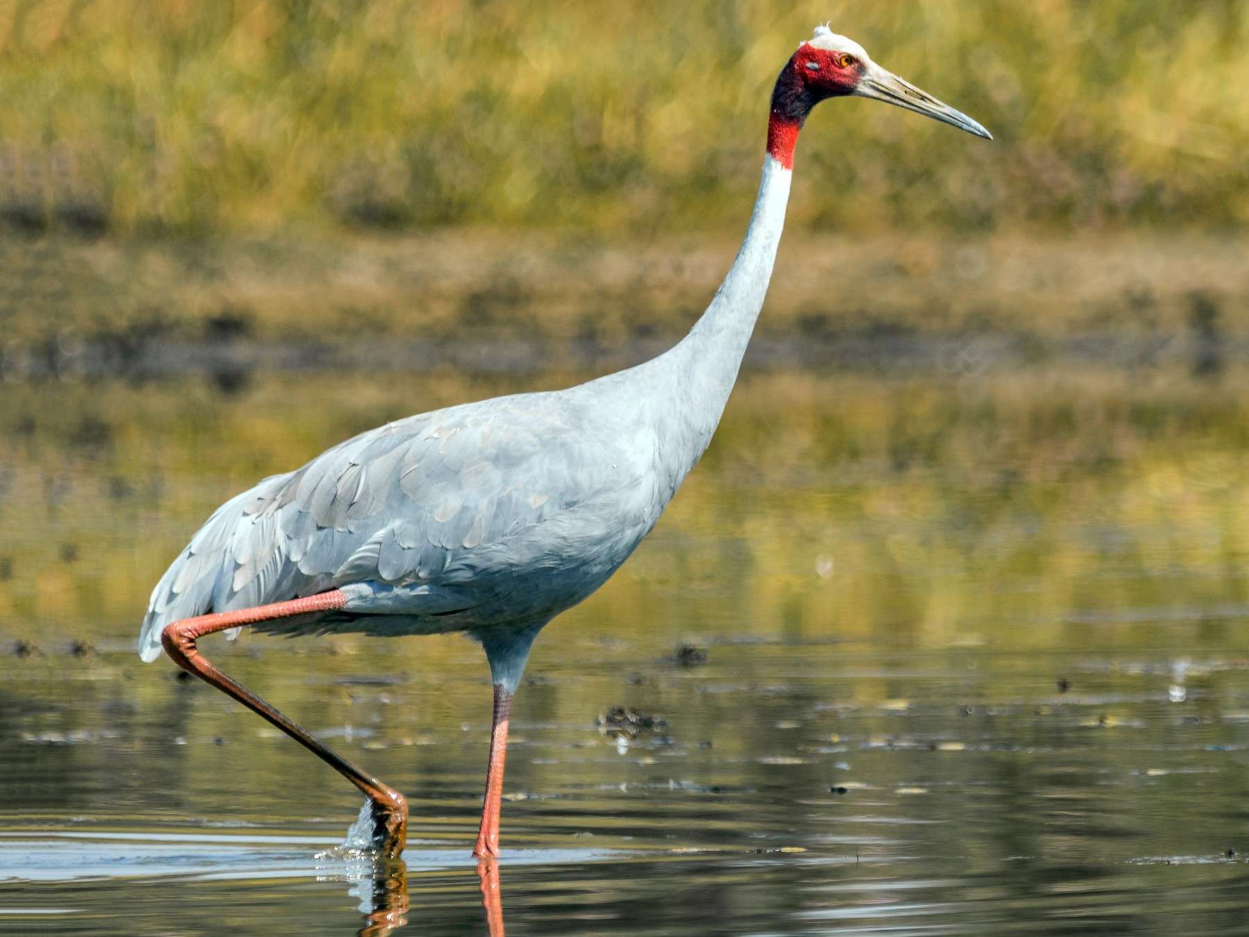 Places to Spot Birds in Ranthambore | Birdwatching Paradise A Sarus crane walking in shallow water, showcasing its elegant stance | Places To Spot Birds In Ranthambore