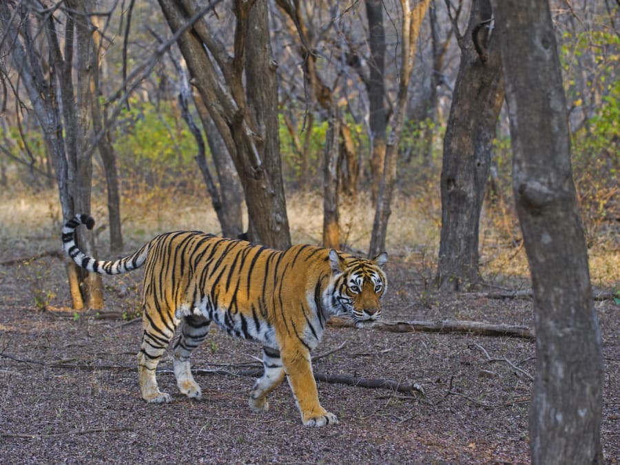 A majestic tiger strolling through the forest in Ranthambore