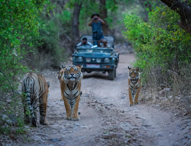 A close-up view of tigers walking along a dirt path during a safari in Ranthambore | Ranthambore safari