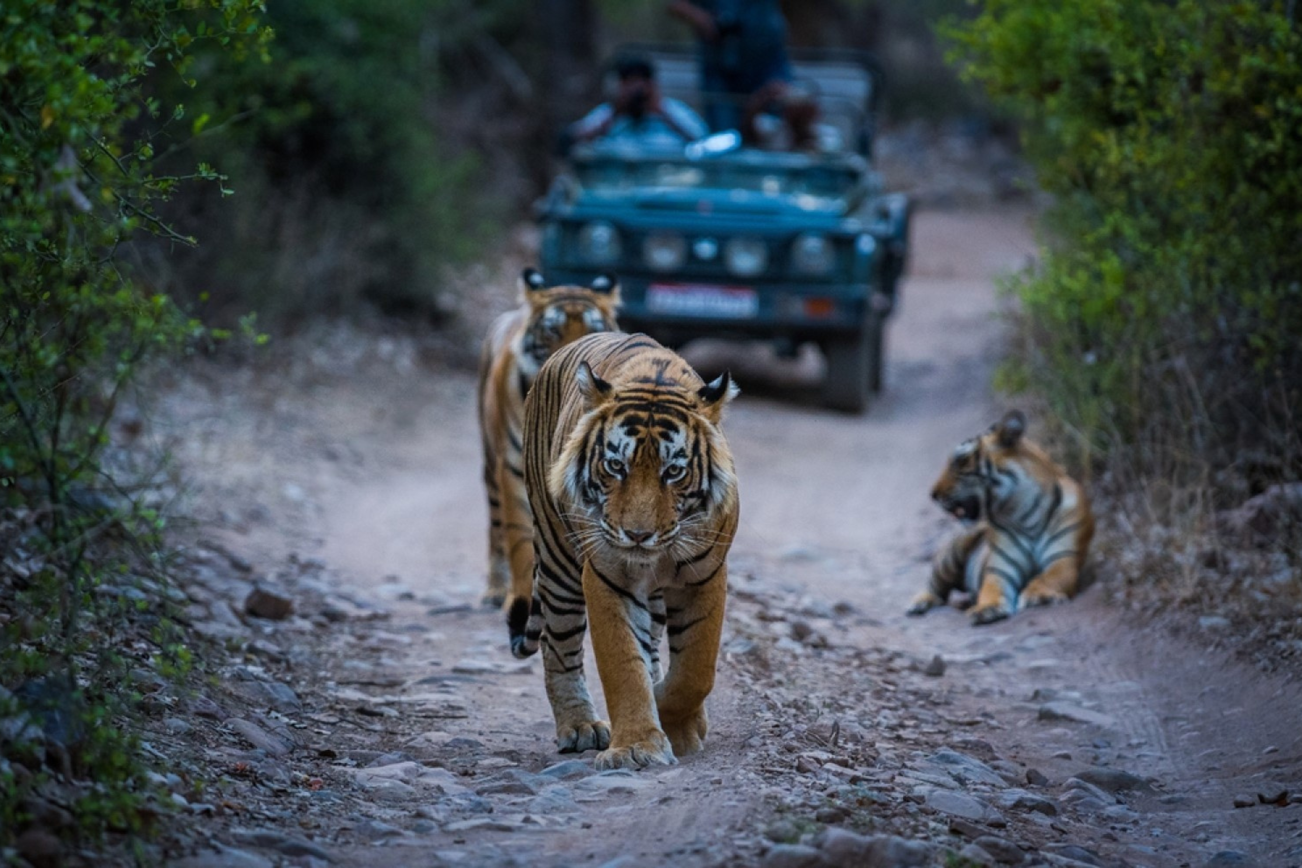 A wild tiger strolling down a safari trail with a jeep and tourists in the background