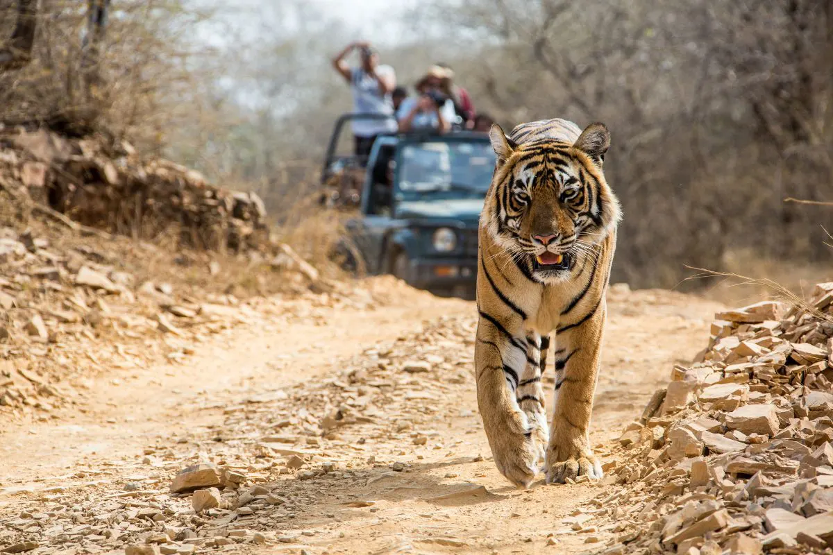 Best Tiger Safari in Ranthambore with Bookmark Resorts, Jogi Mahal, Ranthambore
