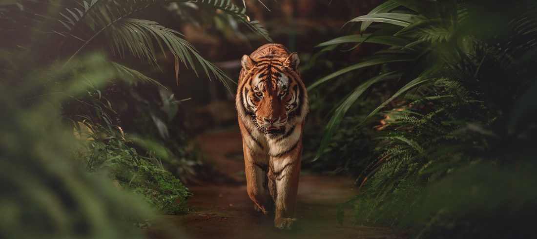 Chase the Tiger | Offer | Ranthambore