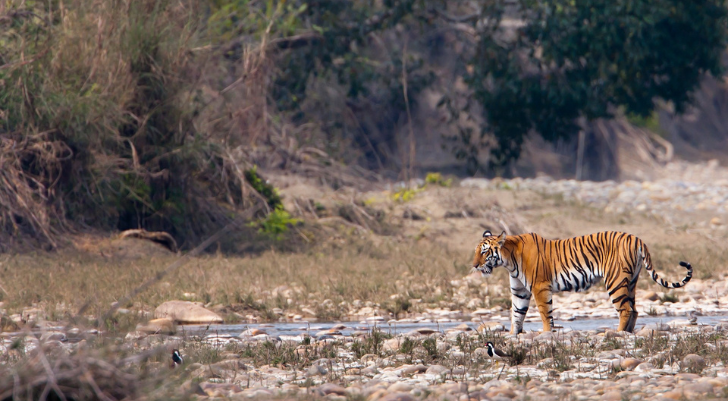 Tiger walking along a rocky riverbed with sparse vegetation in a dry landscape, near water.