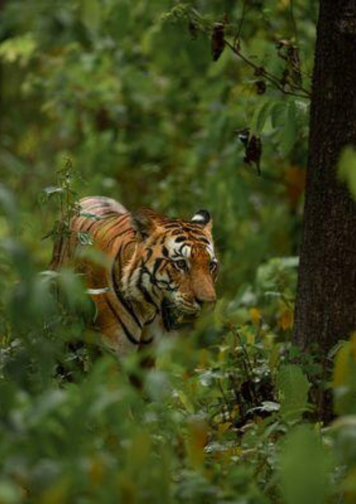 Tiger walking through dense green foliage in a forest, focused gaze ahead.