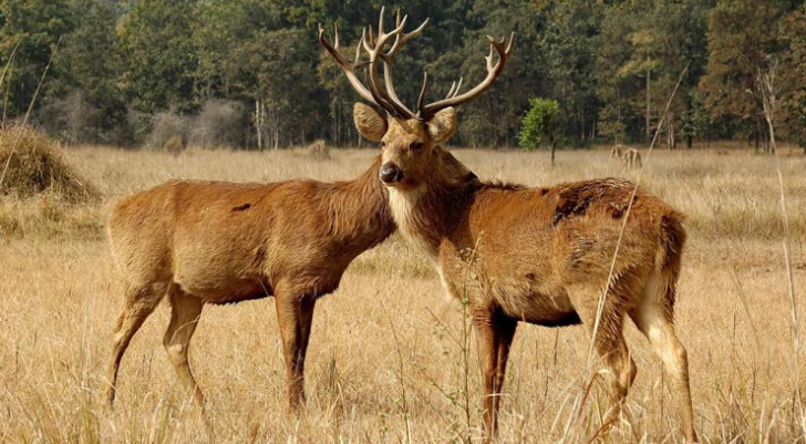 Two deer standing in a dry grassy field, one with large antlers, heads touching as if nuzzling, with a forest in the background