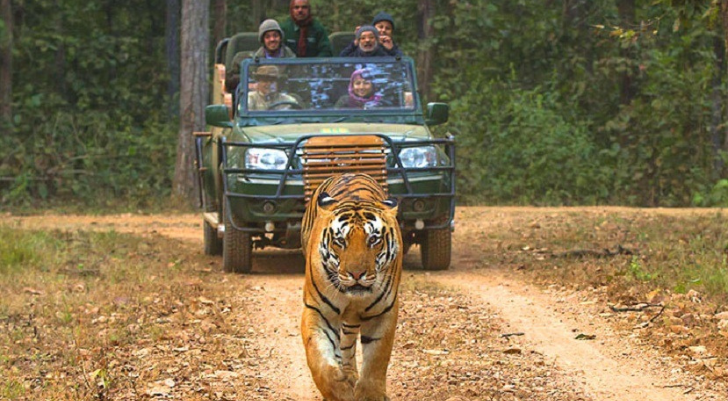 Tiger walking toward a safari jeep on a dirt road with tourists looking on from the vehicle, in a forest setting