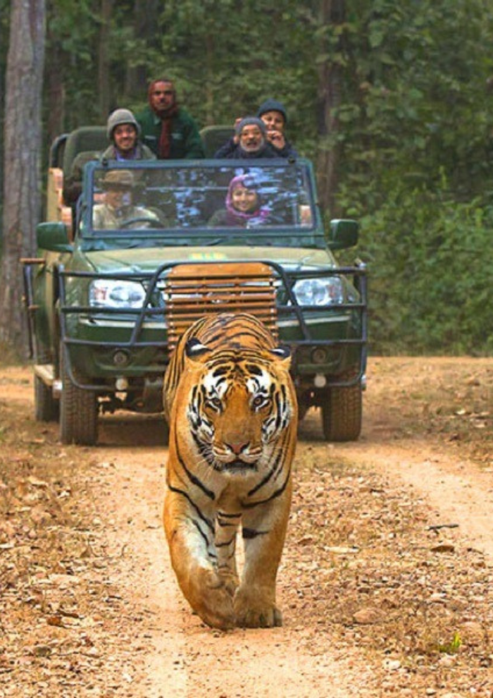 Tiger strides toward the camera on a dirt forest road as a safari jeep with tourists follows in the background on a nature tour.