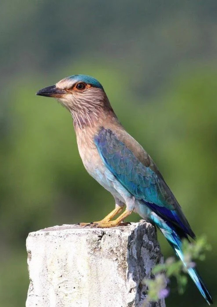 Colorful bird perched on a rough concrete block; blue wings, turquoise cap, pale brown chest, yellow legs.