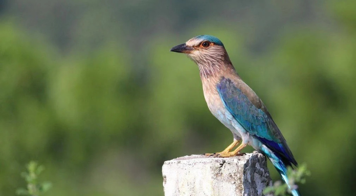 Colorful bird perched on a weathered concrete post with a blue-green back and brown head, outdoors