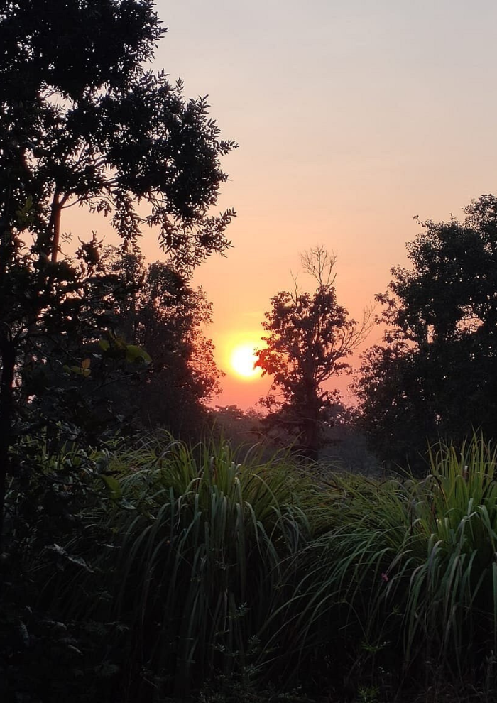 Sunset behind trees with silhouetted branches and tall grasses in the foreground.