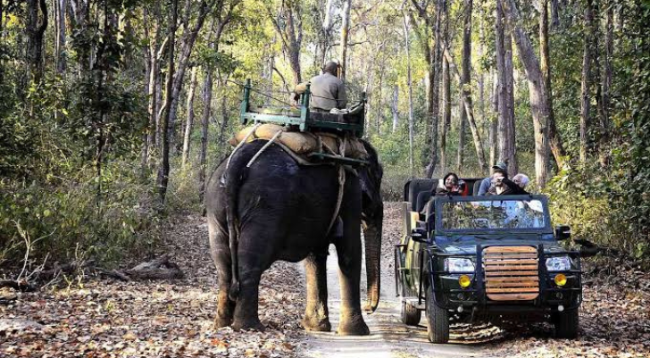 An elephant pulling a cart with a rider over a forest path, followed by a jeep carrying tourists.