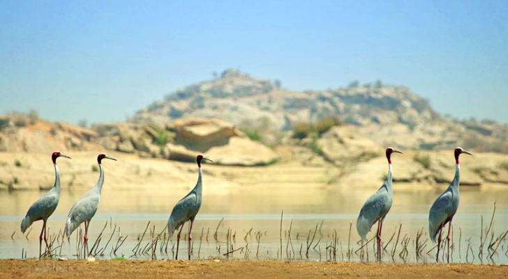 Five gray herons with red heads standing at the edge of a calm lake in a desert landscape.