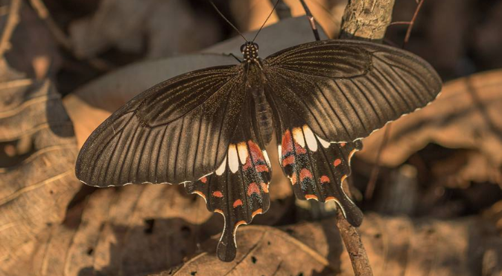 Dark swallowtail butterfly with white and orange markings perched on brown leaf litter on the ground? (informative alt)