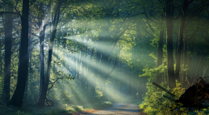 Sunbeams filter through trees onto a dirt path in a misty forest, creating a tranquil woodland scene.