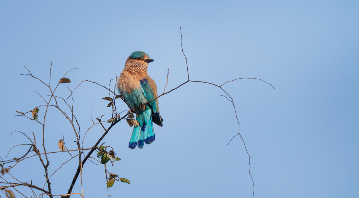 European roller perched on a bare branch, showing turquoise-blue wings and chestnut throat against a clear blue sky