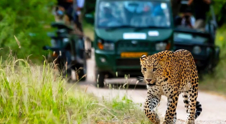 Leopard walking along a dusty road with a green safari jeep and tourists visible in the background.