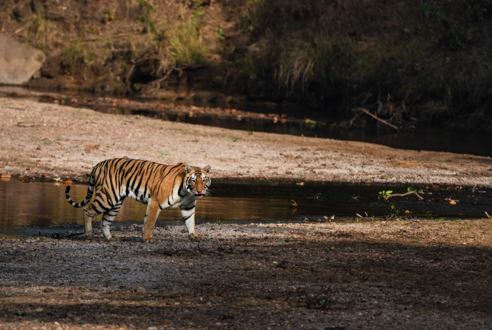 Tiger walking along a shallow riverbank with rocky shore and forest in the background.