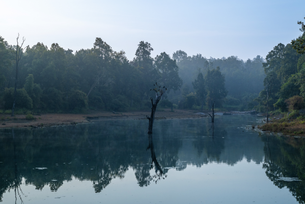 Calm river at dawn through a dense forest, with misty air and tree reflections on the water surface, including dead tree trunks in the water.