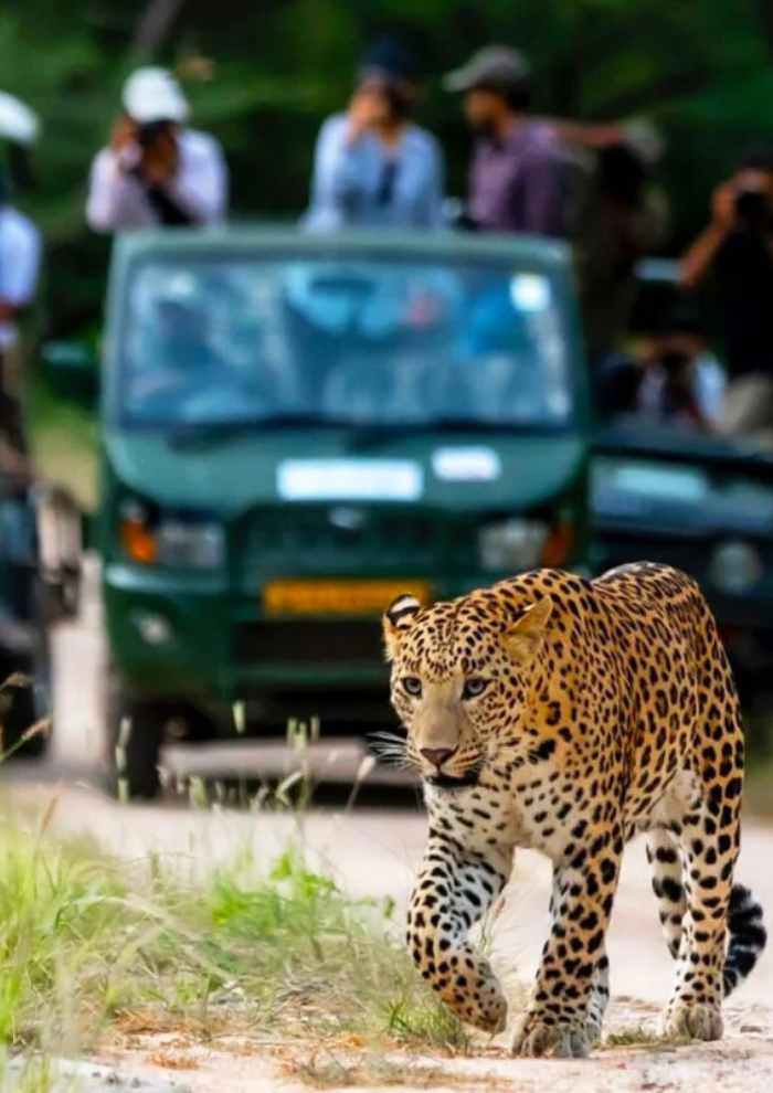 LEOPARD SAFARI Leopard walking along a dirt road with a green safari vehicle and blurred tourists in the background.