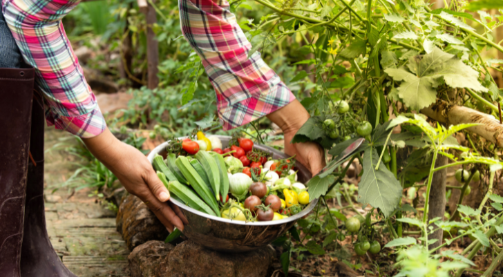Gardener in a plaid shirt gathers a metal bowl of fresh produce from a vegetable garden, including cucumbers, peppers, and tomatoes.