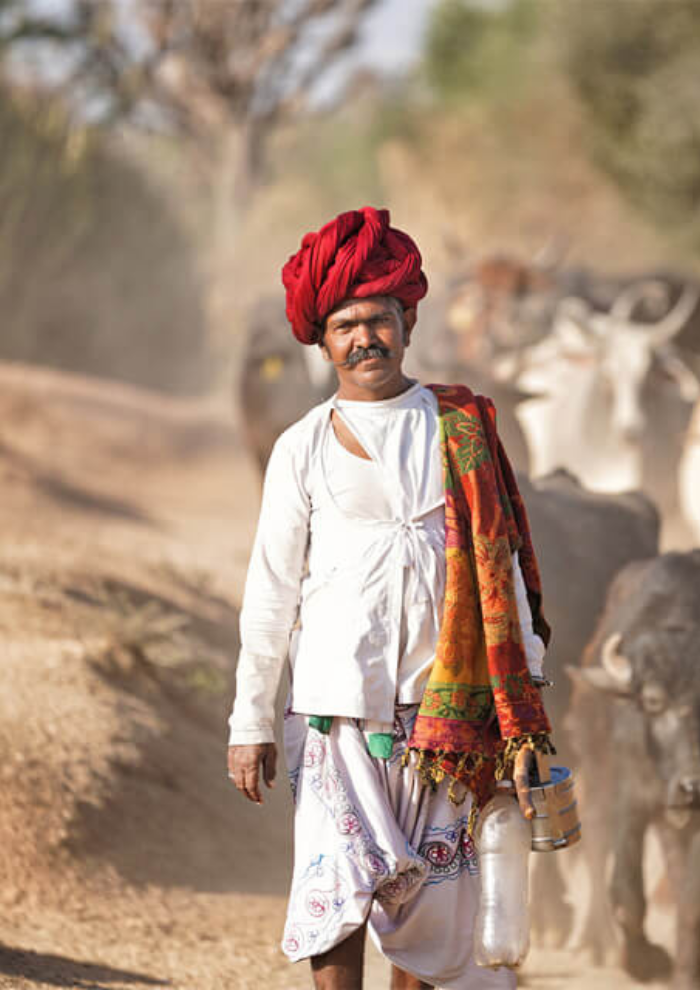 RABARI VILLAGE WALK Indian man wearing a bright red turban and white traditional clothes walks along a dusty rural path, cows in the background.