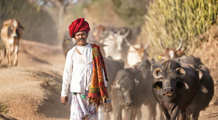 A man in a white traditional outfit and red turban leading a herd of cows on a dusty rural path.