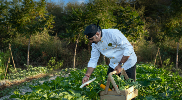 Organic Farming Chef in a white uniform harvests leafy greens in a sunlit field, placing them into a wooden crate.