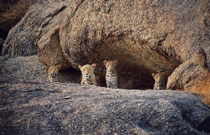 Leopard on granite hills