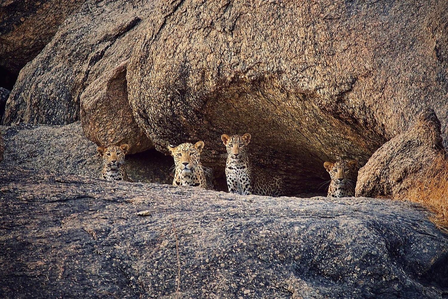 Leopard – 1500×1000 Leopard on granite hills